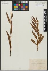 Foto von Salix acutifolia Willd.